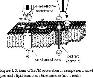 Scientific diagram in black and white